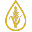 Dryland Genetics